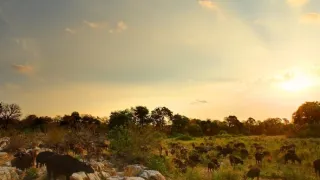 Bílí lvi - zrozeni v divočině (1/2)