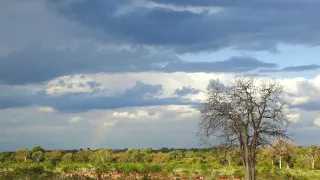 Bílí lvi - zrozeni v divočině (1/2)