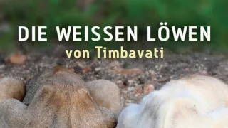Bílí lvi - zrozeni v divočině (1/2)