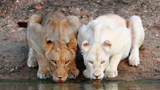 Bílí lvi - zrozeni v divočině (1/2)