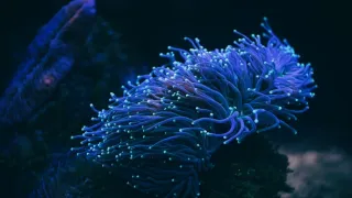 Odhalená tajemství fluorescence (2)