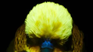 Odhalená tajemství fluorescence (2)