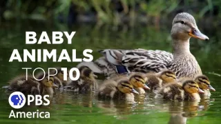 TOP 10 zvířecích mláďat