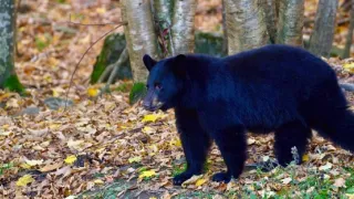 Řeka Hudson - mezi divočinou a mrakodrapy