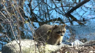 Řeka Hudson - mezi divočinou a mrakodrapy