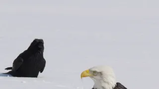 Řeka Hudson - mezi divočinou a mrakodrapy