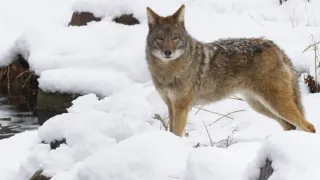 Řeka Hudson - mezi divočinou a mrakodrapy