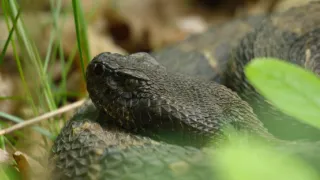 Řeka Hudson - mezi divočinou a mrakodrapy