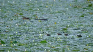 Řeka Hudson - mezi divočinou a mrakodrapy