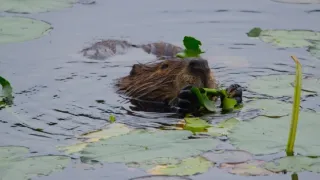 Řeka Hudson - mezi divočinou a mrakodrapy