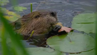 Řeka Hudson - mezi divočinou a mrakodrapy