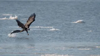 Řeka Hudson - mezi divočinou a mrakodrapy