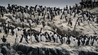 Malé ostrovy Velké Británie (1/4)