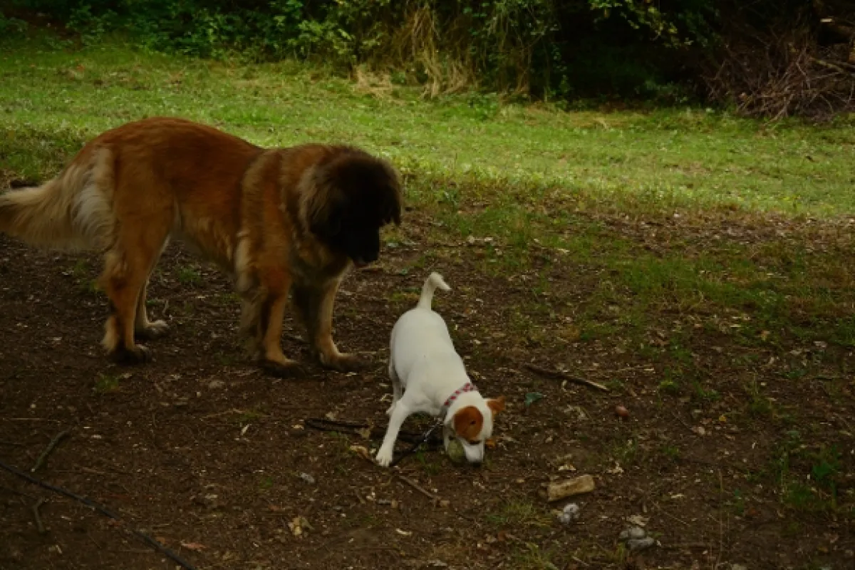 Kočka není pes - fotogaléria