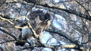 Království divočiny: Zimní příroda v Okutamě