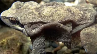 Království divočiny: Zimní příroda v Okutamě