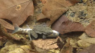 Království divočiny: Zimní příroda v Okutamě