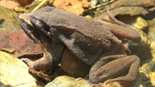 Království divočiny: Zimní příroda v Okutamě