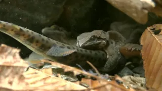 Království divočiny: Zimní příroda v Okutamě