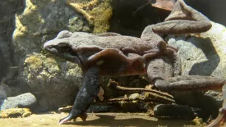 Království divočiny: Zimní příroda v Okutamě