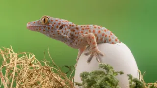 TOP 10 zvířecích mláďat