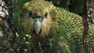 Zázraky Nového Zélandu (2)