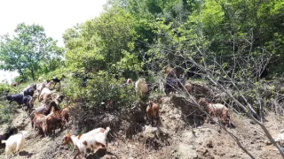 Vůně albánské kuchyně s Miroslavem Donutilem