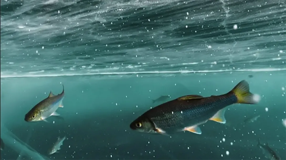 Mrazom spútaná, snehom prikrytá..., 1998 - fotogaléria