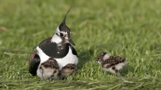 Mokraď