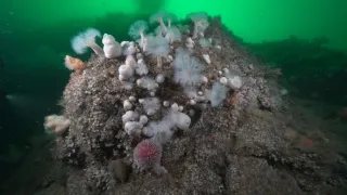 Malé ostrovy Velké Británie (2/4)