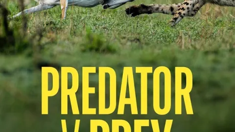 Predátor vs. kořist (4)