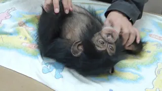 Příběhy zvířecích miminek III