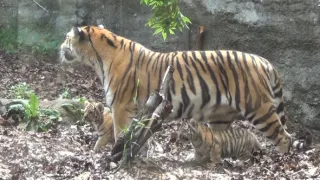 Příběhy zvířecích miminek III