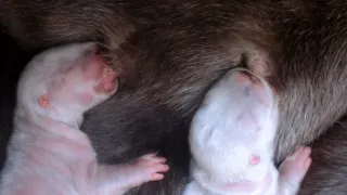 Příběhy zvířecích miminek III