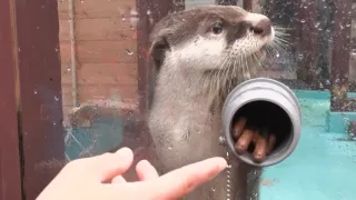 Příběhy zvířecích miminek III