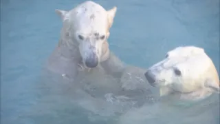 Příběhy zvířecích miminek III