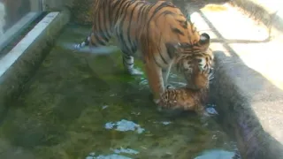 Příběhy zvířecích miminek III