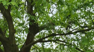 Ikony Kamila Střihavky (6/10)