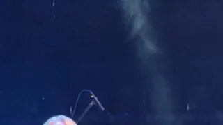 Ikony Kamila Střihavky (6/10)