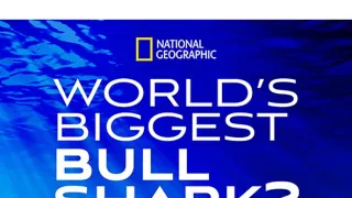 Největší žralok bělavý