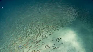 Ningaloo: Australský ráj (1)