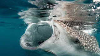 Ningaloo: Australský ráj (1)