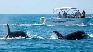 Ningaloo: Australský ráj (1)