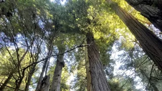 Dálnice 101, ze Seattlu do Kalifornie