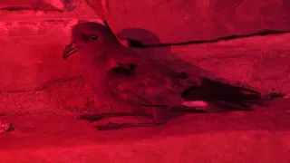 Malé ostrovy Velké Británie (1/4)