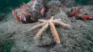 Malé ostrovy Velké Británie (2/4)