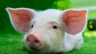 TOP 10 zvířecích mláďat