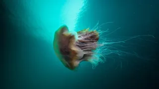 Malé ostrovy Velké Británie (3/4)