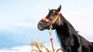 Návrat černého hřebce