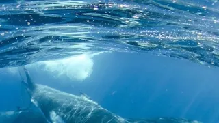 Ningaloo: Australský ráj (2)